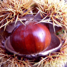 A glossy, brown chestnut nestled in its spiky, open burr. The nut's smooth surface contrasts with the sharp, light brown spines of the shell.