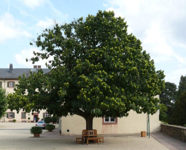 <i>Castanea sativa</i>