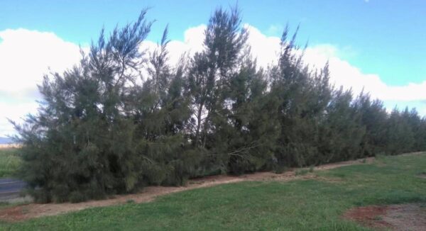 <i>Casuarina cunninghamiana</i> - Image 10