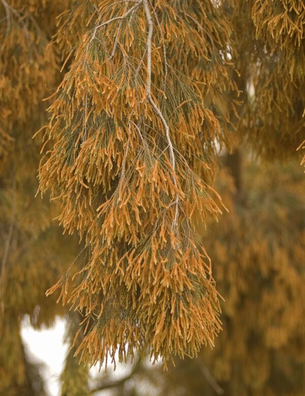 <i>Casuarina cunninghamiana</i> - Image 3