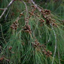 Casuarina tree branch with needle-like leaves and clusters of small, brown cones. The branch extends diagonally across the frame, showcasing the tree's unique texture.