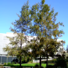 Three tall, slender trees with feathery green foliage stand against a clear blue sky, with a modern building featuring reflective windows in the background. Lush green lawn and garden beds surround the trees.