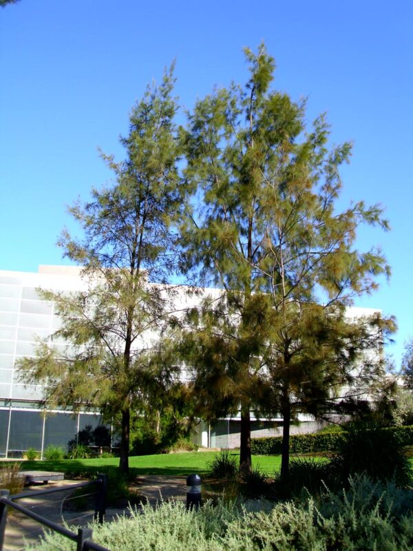 <i>Casuarina cunninghamiana</i> - Image 6