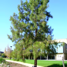 A lush Norfolk Island pine tree stands tall in a park setting, with a clear blue sky above. A modern building and walking path are visible in the background.