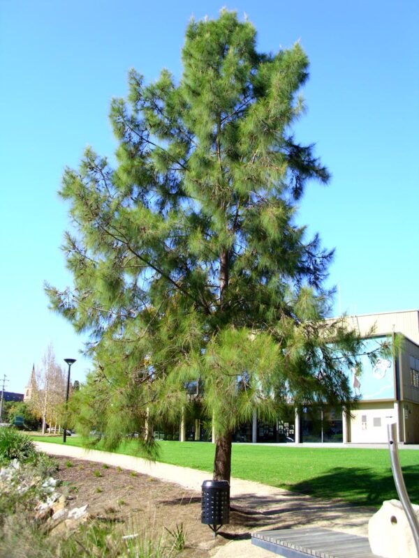 <i>Casuarina cunninghamiana</i> - Image 7