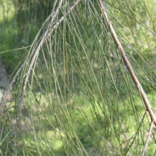 Close-up of drooping, needle-like foliage of a Casuarina tree, with green grass blurred in the background. The branches are slender and brown, contrasting with the soft green needles.