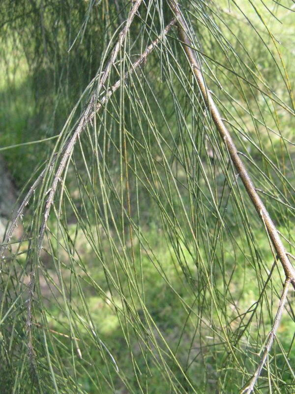 <i>Casuarina cunninghamiana</i> - Image 8