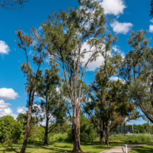 Tall, slender trees stand in a grassy park under a bright blue sky dotted with fluffy white clouds. A paved path winds through the scene, hinting at a peaceful outdoor space.