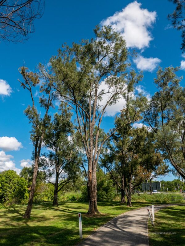 <i>Casuarina cunninghamiana</i> - Image 9