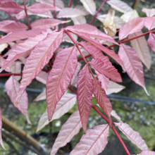 Close-up of a young 'Flame' Ash tree branch with vibrant pink leaves and reddish stems, showcasing its unique foliage color.