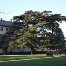 A sprawling, mature tree with dense, layered branches dominates the lawn in front of a stately building with a slate roof and multiple windows. People stroll on the grass, enjoying the shade.