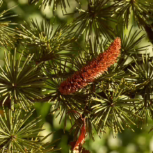 Close-up of a cedar tree branch with vibrant green needles arranged in starburst patterns around a reddish-brown cedar cone. The image captures the texture and color variations of the tree's foliage.