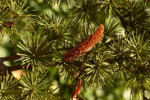 <i>Cedrus atlantica</i> - Image 3