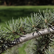Close-up of a cedar branch with its characteristic needle-like leaves clustered in rosettes. The branch is a light gray-brown, contrasting with the soft-focus green lawn in the background.