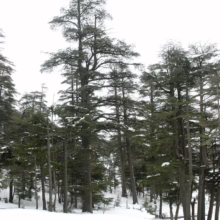 Snowy forest scene with tall, stately cedar trees reaching towards a bright, overcast sky. Patches of snow cover the ground, creating a serene winter landscape.
