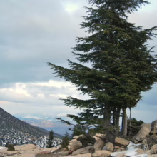 Majestic cedar tree stands tall amidst snow-dusted rocks in a mountainous landscape. Cloudy sky above, hinting at the rugged beauty of the terrain.