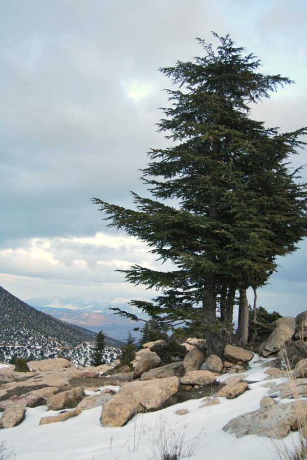 <i>Cedrus atlantica</i> - Image 6