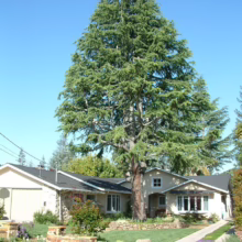 A towering evergreen tree dominates the front yard of a single-story ranch house with a stone facade, under a clear blue sky. A well-manicured lawn and flowerbeds add to the curb appeal.