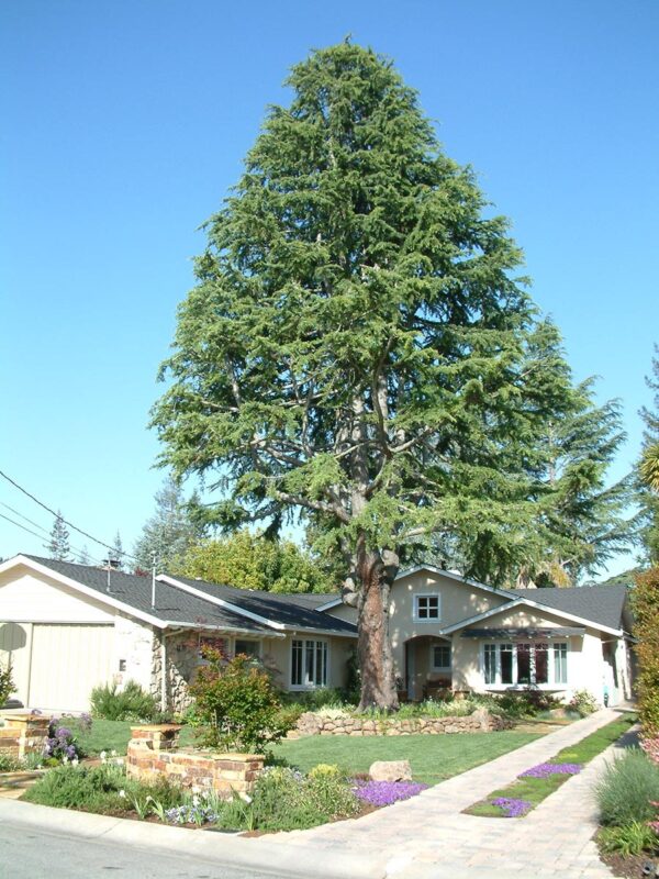 <i>Cedrus atlantica</i> - Image 7