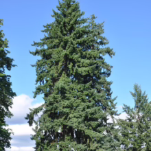Tall evergreen tree against a blue sky.