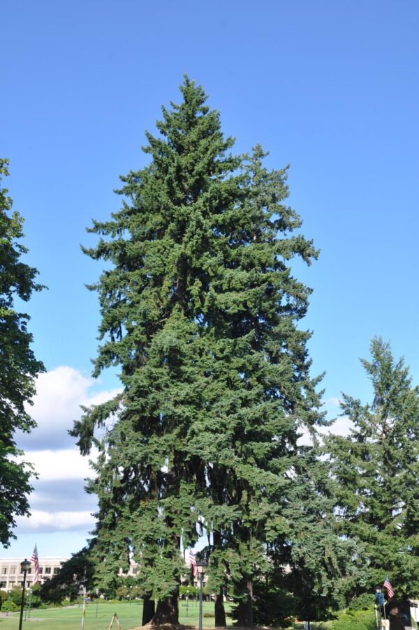 <i>Cedrus atlantica</i> - Image 8