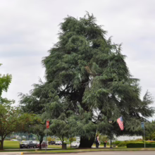 A massive, mature Atlas cedar tree dominates the landscape, its sprawling branches creating a shady canopy. American flags flank the scene, marking a park or memorial area, with cars parked in the background.