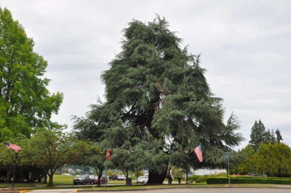 <i>Cedrus atlantica</i> - Image 9