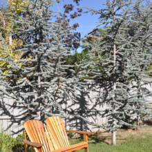 Two blue atlas cedar trees stand tall in a backyard, casting dappled shadows on a weathered gray fence. Wooden Adirondack chairs sit on the green lawn, inviting relaxation in this serene outdoor space.