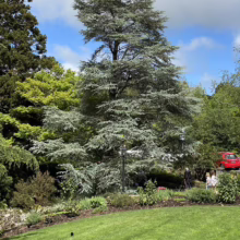 Majestic blue atlas cedar tree dominates a lush green lawn in a vibrant garden setting. A red car and people are visible in the background under a partly cloudy sky.