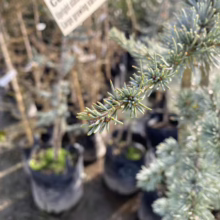Close-up of blue atlas cedar tree sapling with silvery-blue needles at a plant nursery. Focus on the texture and color of the needles, with rows of young trees in black pots blurred in the background.