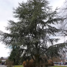 Majestic Atlas cedar tree with blue-green needles dominates a park landscape under an overcast sky. Its wide, sweeping branches create a striking silhouette against the muted background.