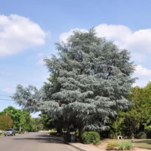 Large blue atlas cedar tree stands prominently on a residential street under a sunny, partly cloudy sky. A car drives down the tree-lined road, with houses and greenery visible in the background.