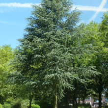 Majestic blue atlas cedar tree stands tall on a sunny green lawn. A beautiful specimen with a distinctive blue-green hue, surrounded by other trees and a modern sculpture, under a clear blue sky.