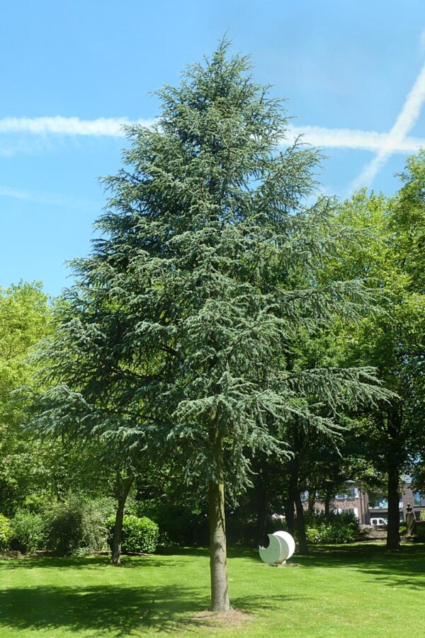 <i>Cedrus atlantica</i> 'Glauca' - Image 7