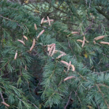 Close-up of a Cedar of Lebanon tree branch showing its distinctive blue-green needles and upright, barrel-shaped cones. The evergreen foliage provides a lush texture and visual interest.