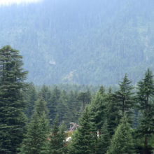 Lush green coniferous forest landscape with tall trees in the foreground and a misty mountain backdrop. A small structure is nestled amongst the trees.