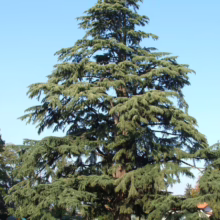 Majestic Atlas Cedar tree with dense, tiered branches reaching towards a clear blue sky. The evergreen conifer stands prominently in a park-like setting, casting shade on the grassy lawn below.