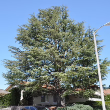 Large, mature cedar tree dominates a suburban landscape with houses and a street lamp under a bright blue sky.