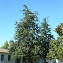 Towering blue atlas cedar trees stand proudly in front of a white building with a terracotta tiled roof, bathed in bright sunlight under a clear blue sky. Lush green lawn and other trees frame the scene.