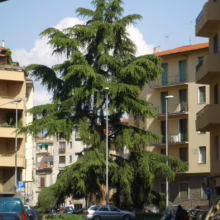A tall, green cedar tree dominates an urban street scene, flanked by apartment buildings in warm, neutral tones. Cars are parked nearby under a partly cloudy sky.