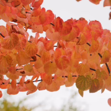 Branch laden with vibrant orange and red heart-shaped leaves, showcasing the beauty of autumn foliage. Delicate veins are visible in the leaves, creating a textured and colorful display.