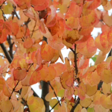 Autumn leaves in vibrant shades of orange, yellow, and red cover the branches of a tree, creating a warm, seasonal display. The leaves are heart-shaped, adding a unique touch to the fall foliage.
