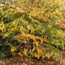 Autumn foliage on a tree displays vibrant yellow and orange hues, with fallen leaves carpeting the ground below. The tree's branches are laden with colorful leaves, signaling the change of season.