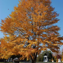Golden autumn tree ablaze with fall colors in a serene cemetery setting under a clear blue sky. Headstones and a small white gazebo add to the peaceful landscape.