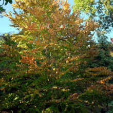 Autumn color graces a Fothergilla shrub, its leaves transitioning from green to vibrant shades of yellow, orange, and russet. The shrub's dense foliage creates a rounded form against a backdrop of other trees and a clear blue sky.