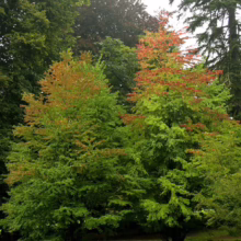 Two vibrant trees with green and orange leaves stand on a lush green lawn, framed by a backdrop of deeper green foliage and taller trees, suggesting the transition of seasons in a park or garden setting.