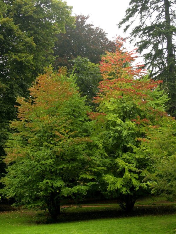 <i>Cercidiphyllum japonicum</i> - Image 7