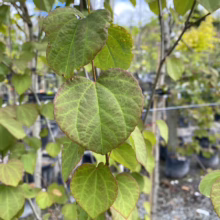 Close-up of a Cercis canadensis 'Forest Pansy' tree seedling, showcasing its heart-shaped leaves with a distinctive reddish-purple border. The leaves are a mix of green and purple hues, capturing the beauty of this ornamental tree.