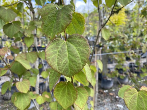 <i>Cercidiphyllum japonicum</i> - Image 8