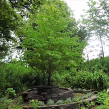A young tree with vibrant green leaves stands in a circular stone planter, surrounded by lush greenery and ferns in a garden setting. The tree acts as a focal point within the verdant landscape.